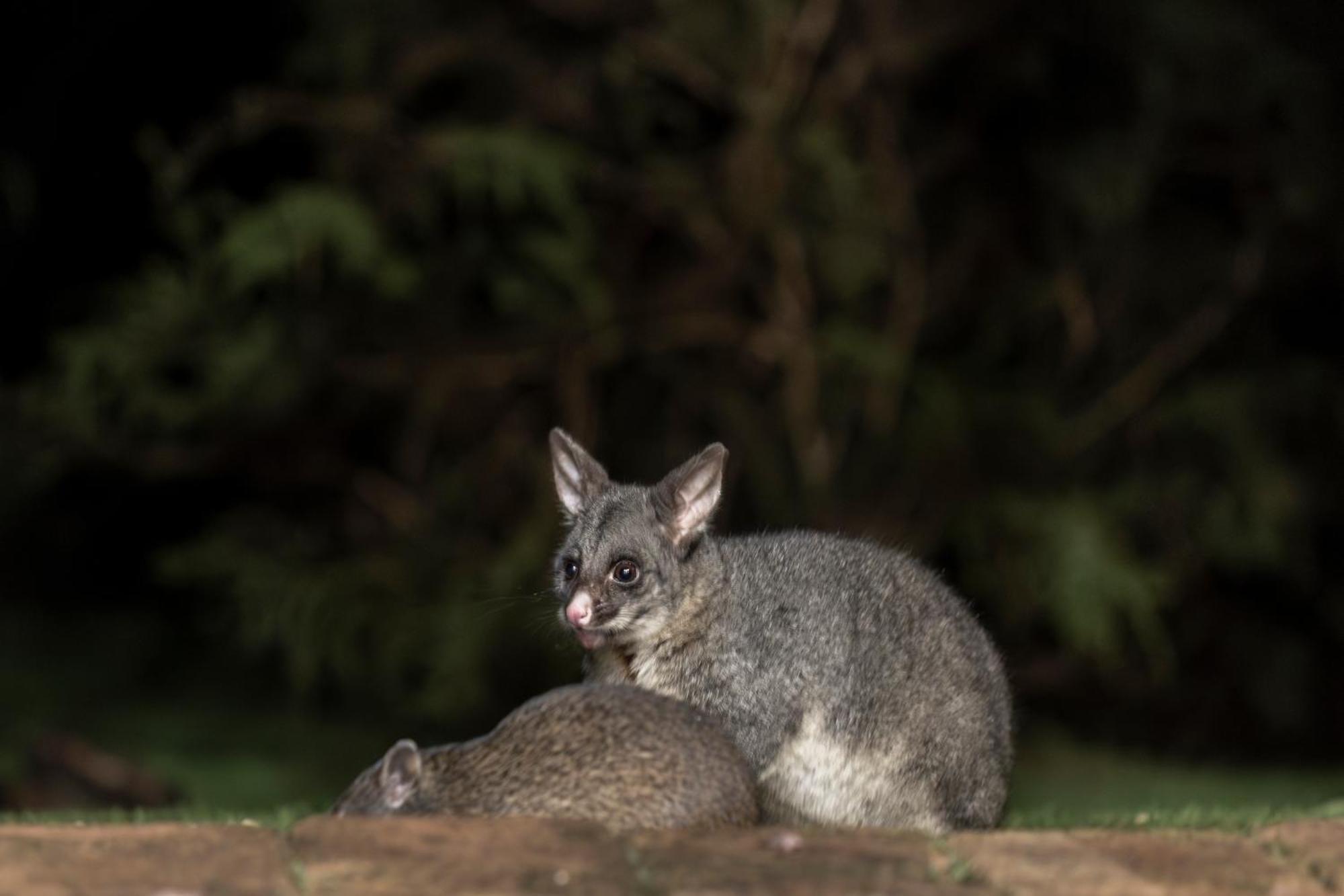 Yelverton Brook Conservation Sanctuary Metricup Exteriér fotografie